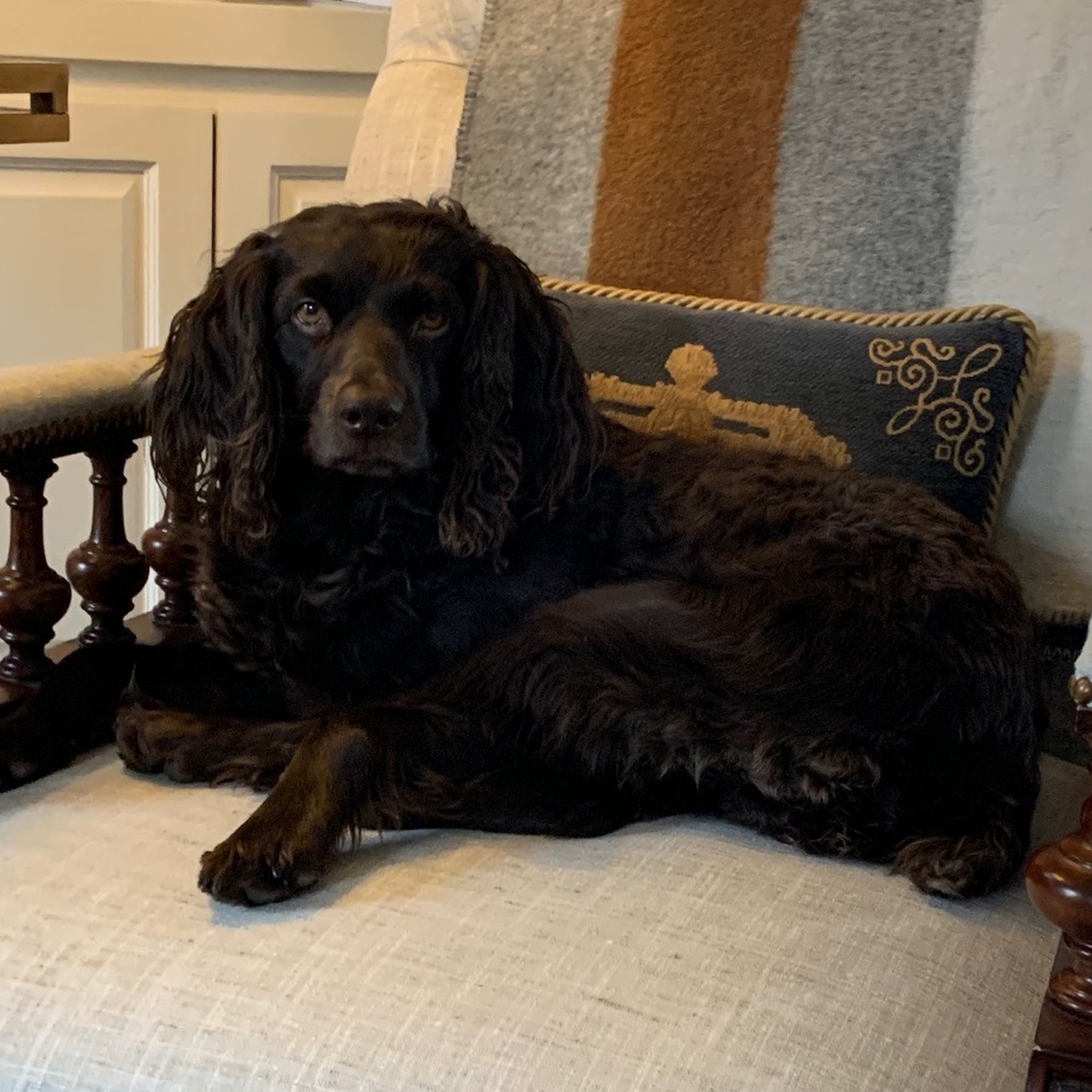 Meet your Posher, Caroline